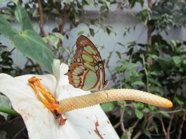 Ein exotischer Falter im Botanischen Garten