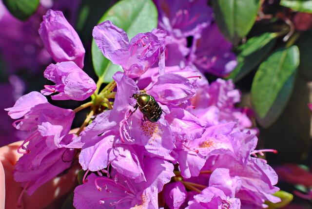 Goldglänzender Rosenkäfer (Cetonia aurata)
