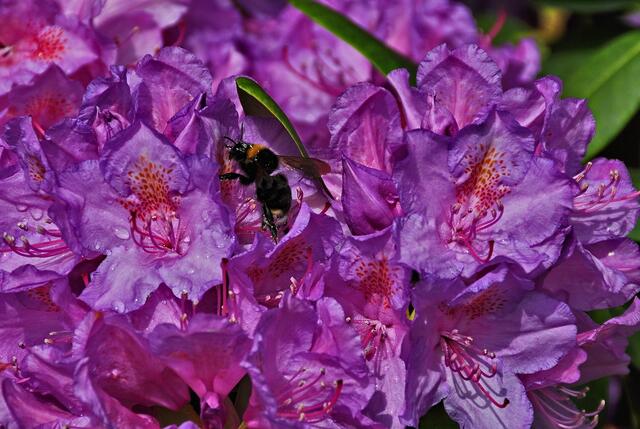Unsere Rhododendron haben noch andere Gäste ...