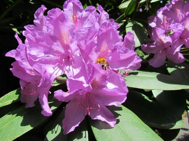 Blüten und Insekten im Botanischen Garten