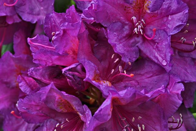 Detail einer Rhododendronblüte