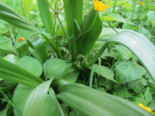 Wilde Orchidee in der Blütenerwartung im Botanischen Garten von Marburg