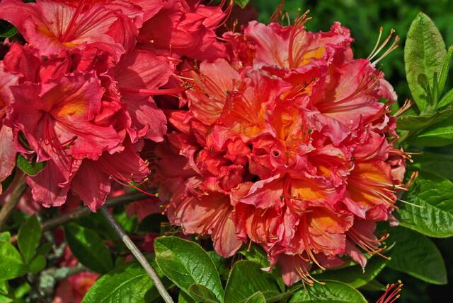 Azaleen - warum blühen sie eigentlich nicht den ganzen Sommer hindurch ???