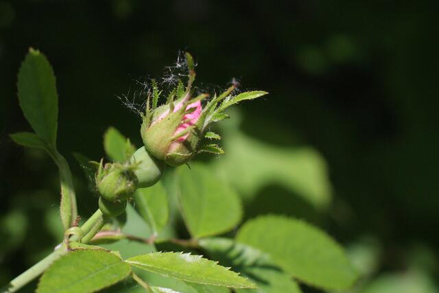 Knospe der Heckenrose