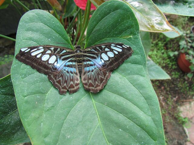 Noch ein exotischer Edelfalter im Botanischen Garten von Marburg
