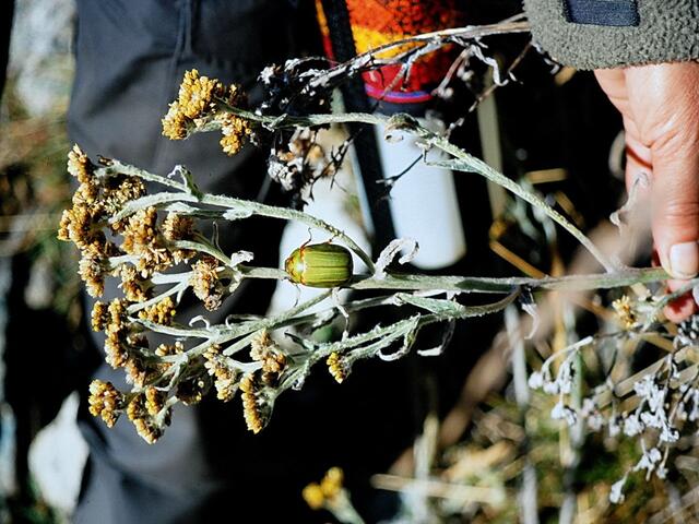 Diesen Rosenkäfer haben wir auf dem Inka Trail in Peru fotografiert und das auf mehr als 4000 Meter Höhe.