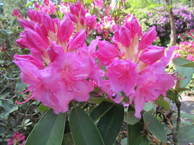 Sehr schöne Rhododendron Blüten hat es dort