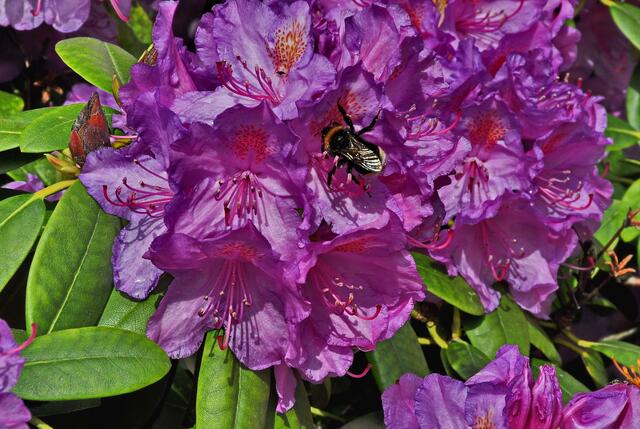 Unsere Rhododendron haben noch andere Gäste ...