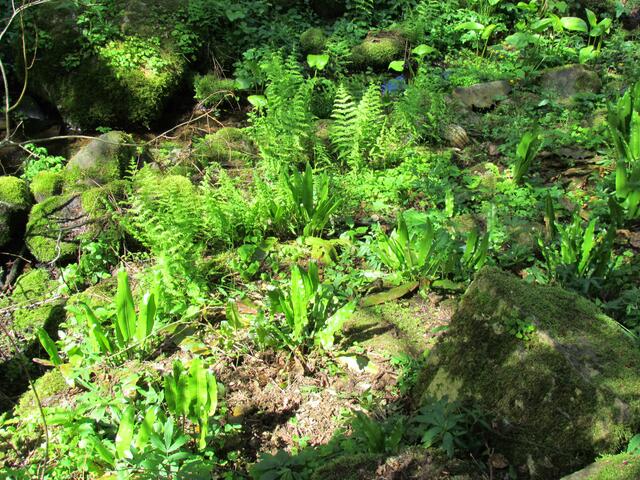 Die Welt der Farne in der Farnschlucht vom Botanischen Garten in Marburg
