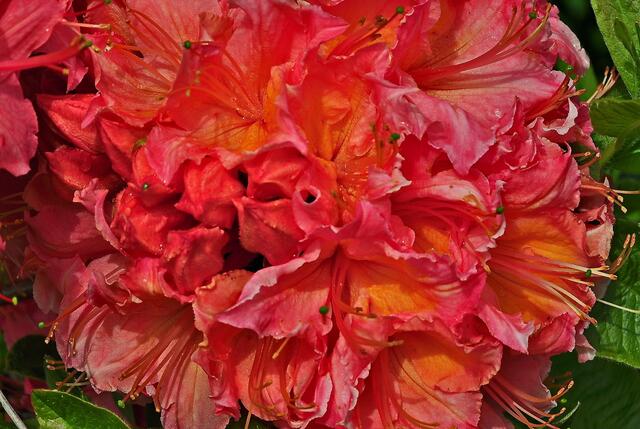 Rot-oranges Farbenwunder - die Azalee