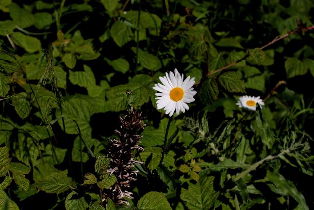 Wiesenmargeriten