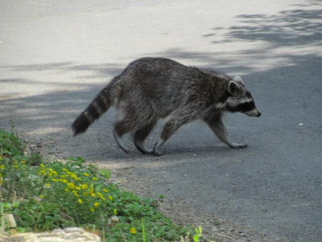 Der tagaktive Waschbär im Botanischen Garten von Marburg