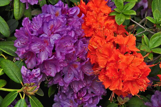 Rhododendron trifft Azalee