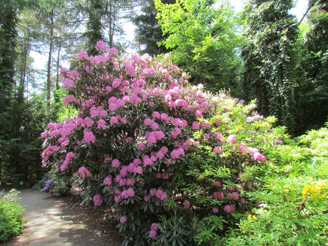 Licht und Schatten der großen Rhododendron-Büsche im Botanischen Garten von Marburg