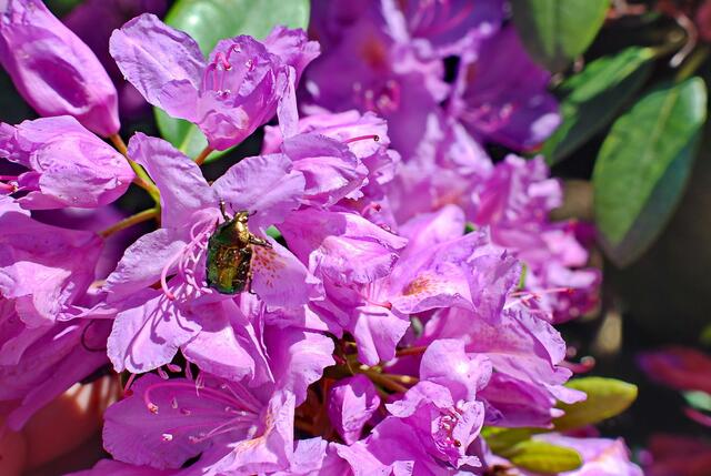 Goldglänzender Rosenkäfer (Cetonia aurata)