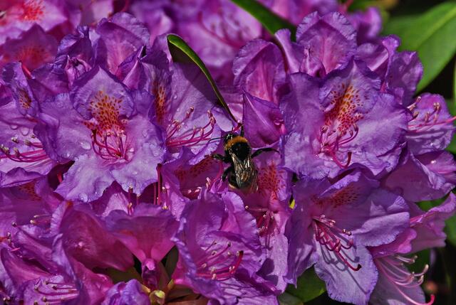 Unsere Rhododendron haben noch andere Gäste ...