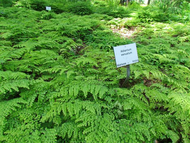Farnwelt im Botanischen Garten in Marburg