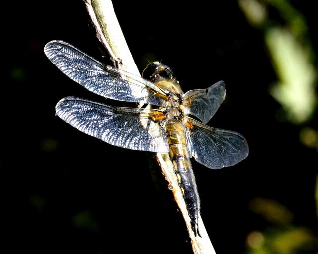 Der Vierfleck (Libellula quadrimaculata).