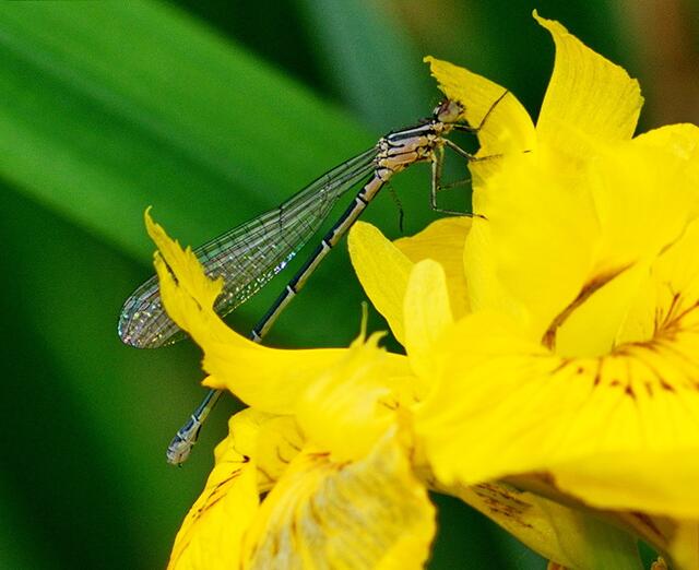 Libelle auf Waserlilie