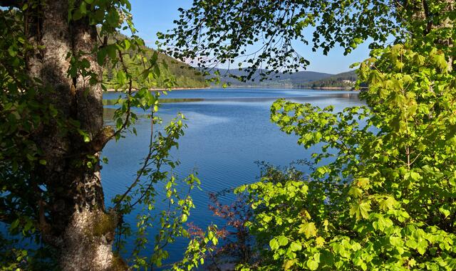 Blick auf den Schluchsee