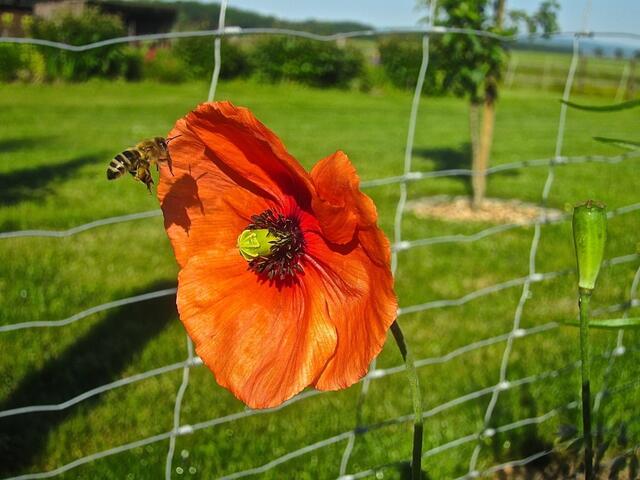 Unsere Bienen sind schon fleißig und besuchen die wenigen Blüten