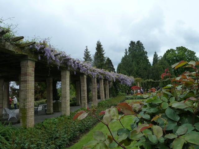 Der Wandelgang mit Blauregen bewachsen.