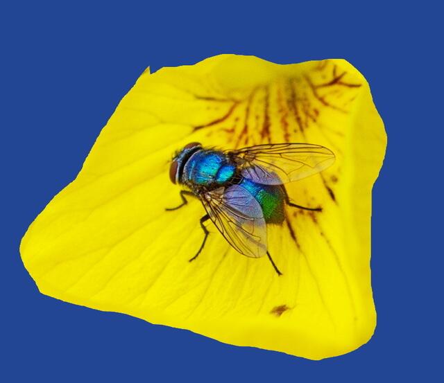 Blauer Brummer