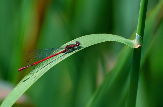 Hufeisenlibelle  rot