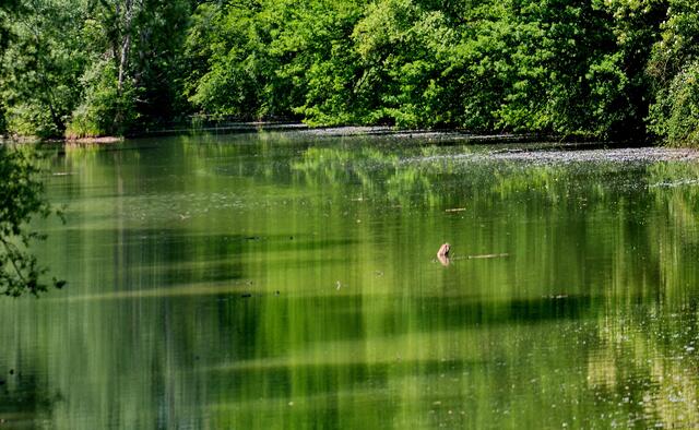 Spiegelung , Teich bei Breisach
