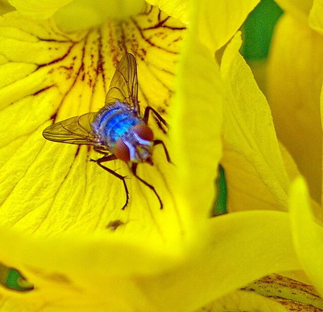 Noch ein blauer Brummer