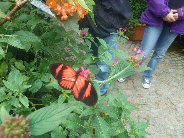 Schmetterling.