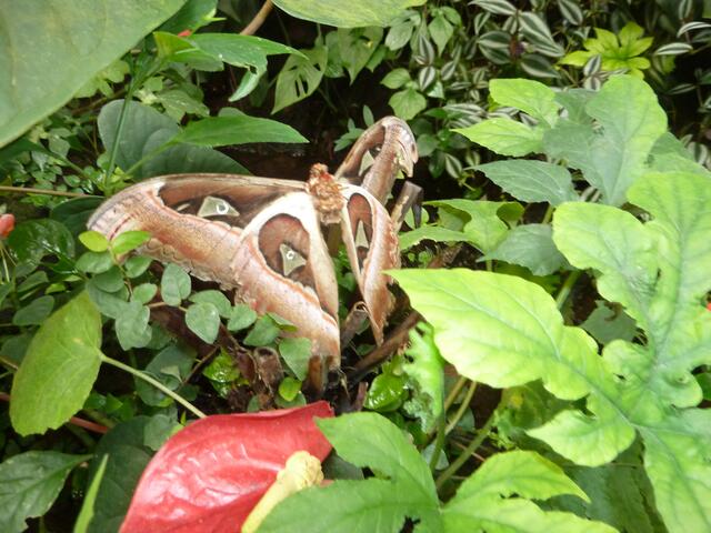 Hier ein riesiger Schmetterling.