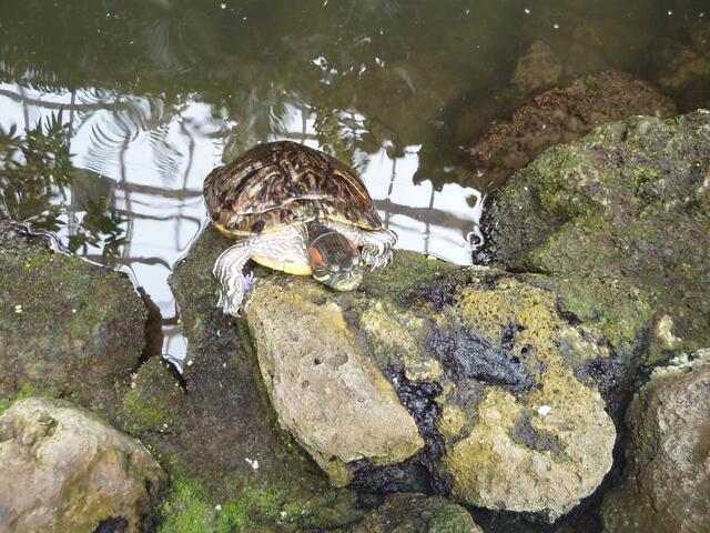 Auch ein Teich mit Schildkröten ist hier zu sehen.
