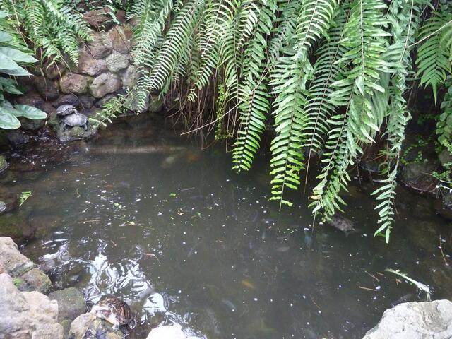 Der kleine Teich.