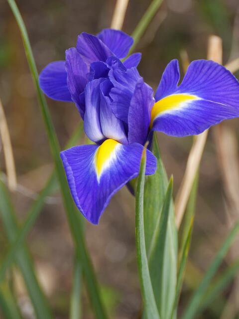 gestern noch eine Knospe (siehe Bild 5 des vorangegangenen Berichtes)