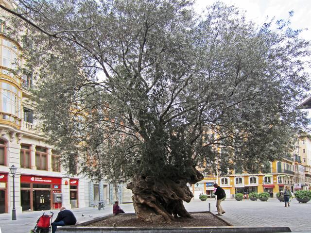 27.03.2012 Palma de Mallorca - Spanien. 
Stadt Palma.                                                                          Rathausvorplatz von Palma.
Ajuntament de Palma.                                                            Auf dem Vorplatz steht ein interessanter Baum.