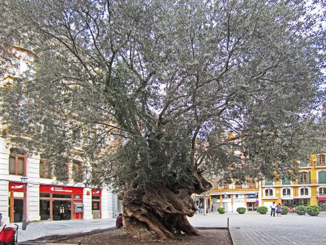 27.03.2012 Palma de Mallorca - Spanien. 
Stadt Palma.                                                                          Rathausvorplatz von Palma.
Ajuntament de Palma.                                                            Auf dem Vorplatz steht ein interessanter Baum.