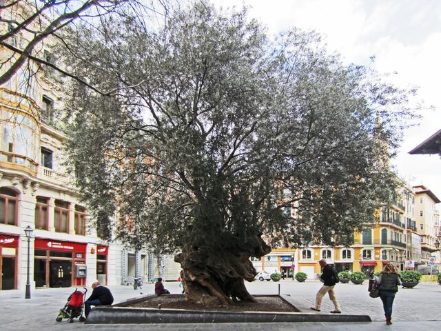 27.03.2012 Palma de Mallorca - Spanien. 
Stadt Palma.                                                                          Rathausvorplatz von Palma.
Ajuntament de Palma.                                                            Auf dem Vorplatz steht ein interessanter Baum.