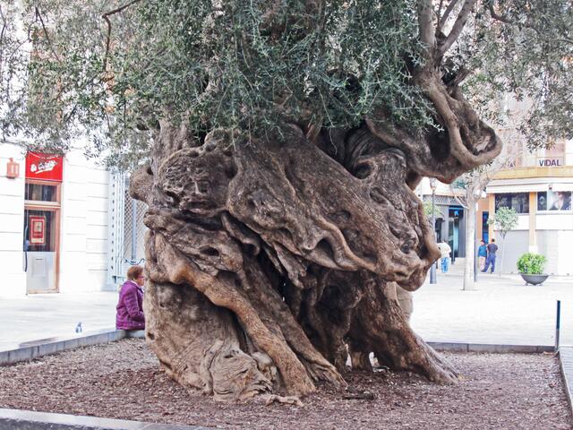 27.03.2012 Palma de Mallorca - Spanien. 
Stadt Palma.                                                                          Rathausvorplatz von Palma.
Ajuntament de Palma.                                                            Auf dem Vorplatz steht ein interessanter Baum.