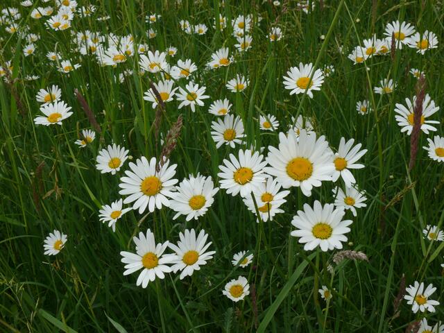 Margarettenwiese