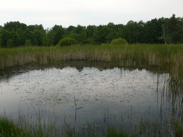 Froschteich