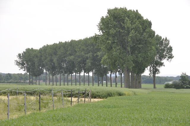Baumreihe vor Almhorst