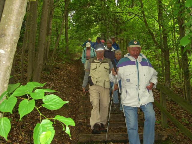Treppe im Wald
