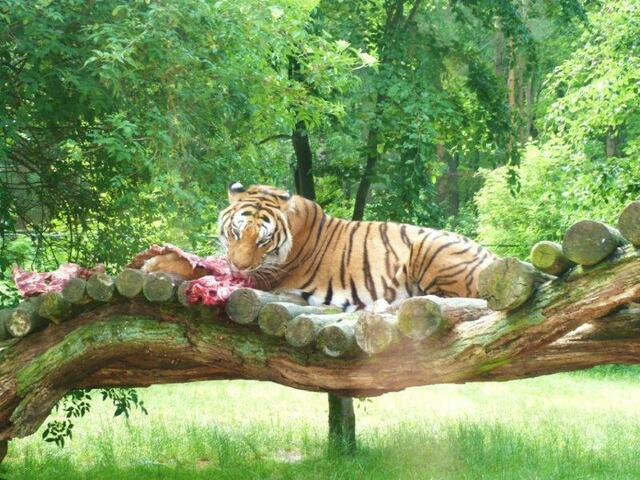 Tiger beim Mittag