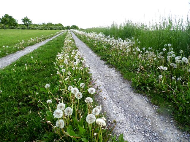 Die Zeit des gelben Löwenzahns ist vorbei. Anfang Juni hat er sich in Pusteblumen verwandelt.