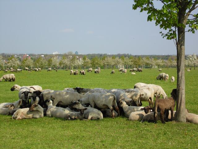 Auch das ist im Sommerhalbjahr ein typischer Anblick am Kronsberg.