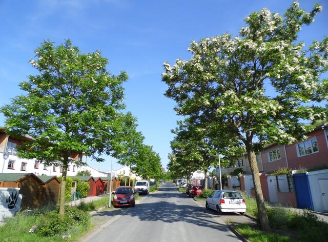 Die Siedlung für 6000 Menschen ist ökologisch ausgerichtet und versiegelt den Boden so wenig wie möglich.