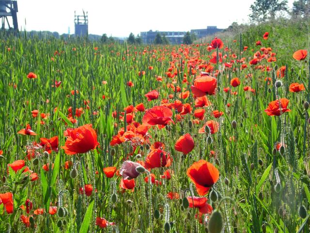 Nicht nur am Feldrain blüht der Mohn.