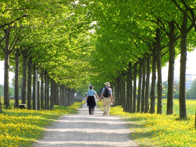 Aber auch ein Spaziergang kann viel Freude machen. Die Alleebäume, bestehend aus Linden und Vogelkirschen, sind schnell herangewachsen.