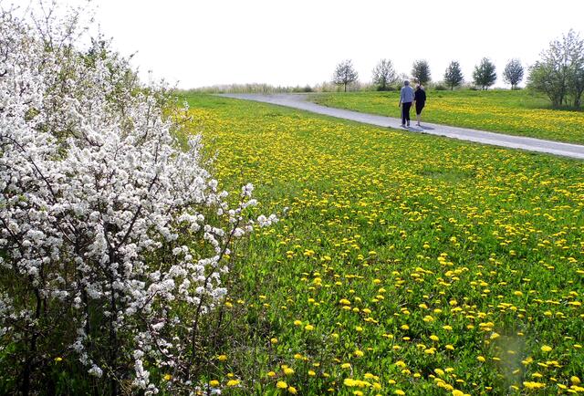 Aber ein Maispaziergang tut es auch.